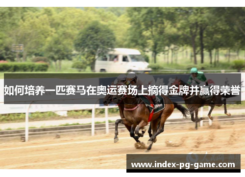 如何培养一匹赛马在奥运赛场上摘得金牌并赢得荣誉